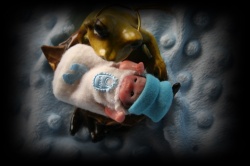 Miniatur-Reborn-Baby-auf-Zierschale