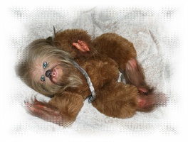 Chewbacca14920192019201