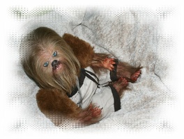 Chewbacca23921092099209